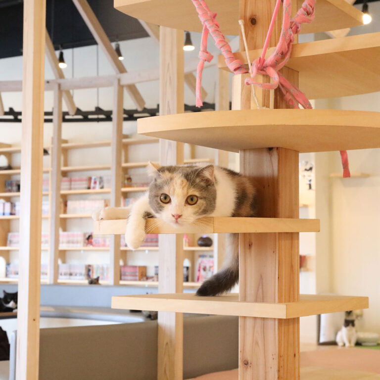 Cat Cafe Puchi Marry（ぷちまりー）